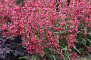 Penstemon 'Rose Rhinestones' New 2025